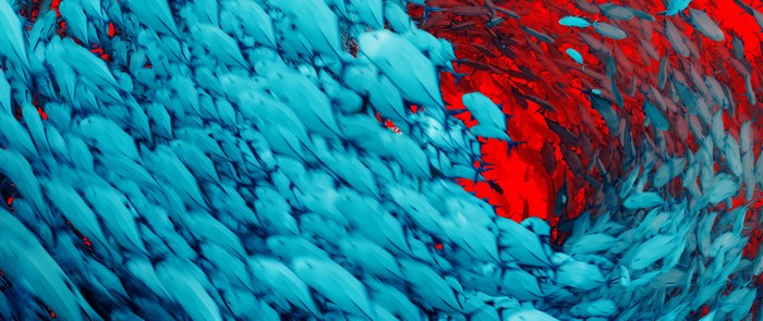 School of fish in red ocean
