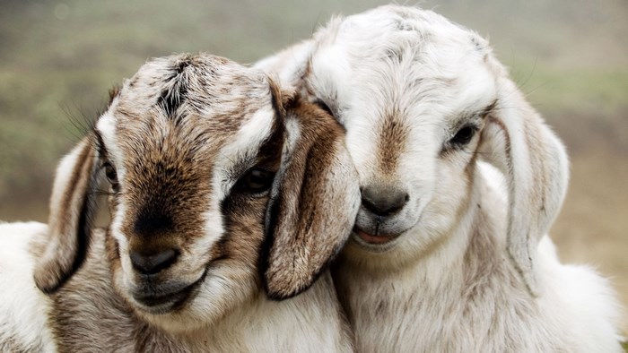 Two young goats cuddling