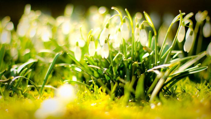 Snowdrops in a sunlit meadow