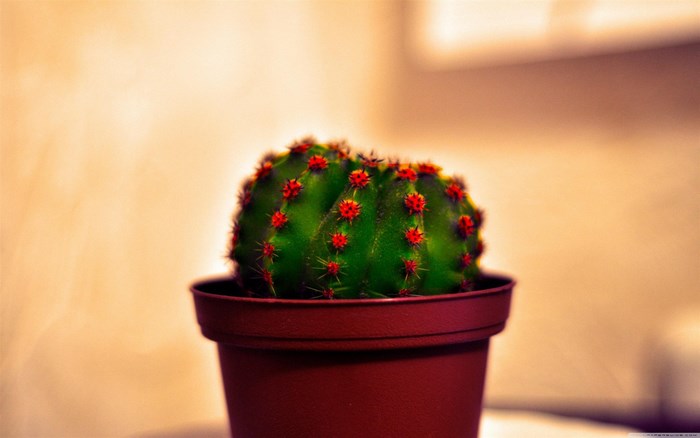 Green cactus with red spines in a brown pot