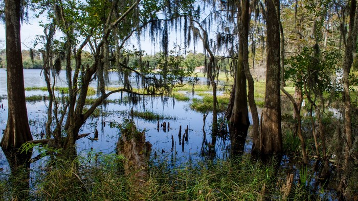 Swamp with Spanish Moss and Cypress Trees