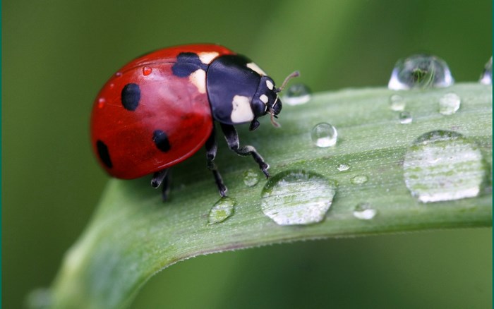 Close-up of Ladybug on Dewy Green Leaf