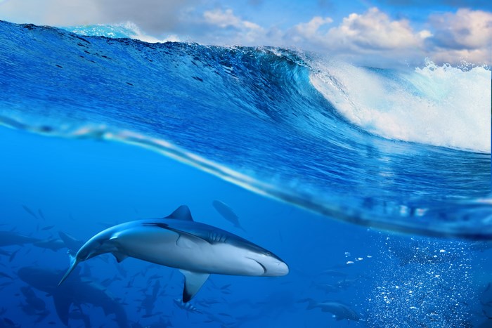 Sharks swimming underwater with a large wave