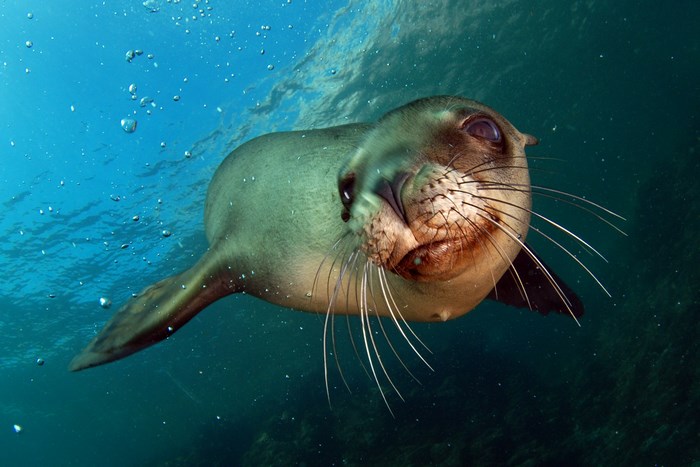 Underwater Close-Up of a Playful Sea Lion