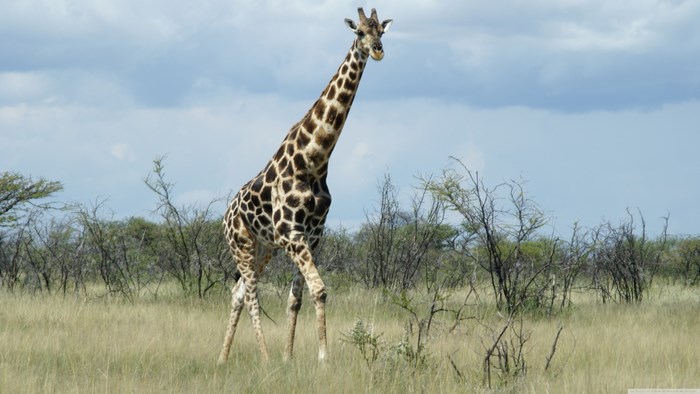 Giraffe walking in a savanna landscape