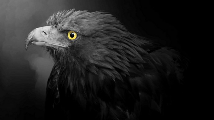 Eagle with bright yellow eyes