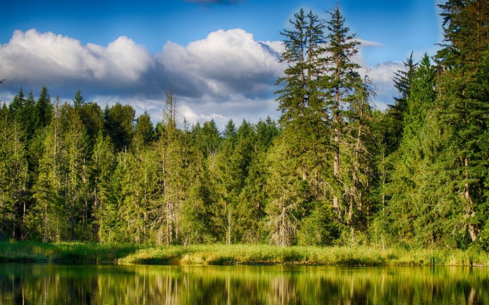 Forest and lake with reflections