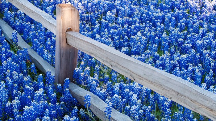 Texas Bluebonnets and Wooden Fence