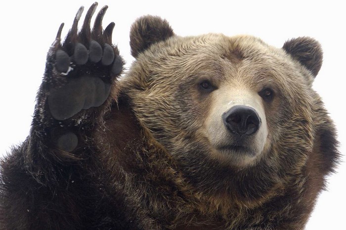 Grizzly bear waving its paw