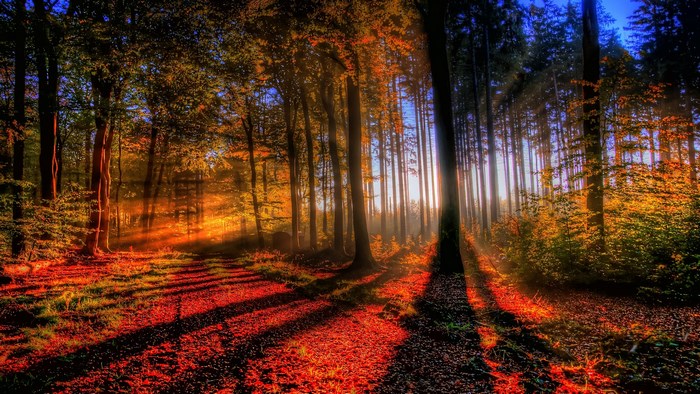 Sunlight filtering through an autumn forest