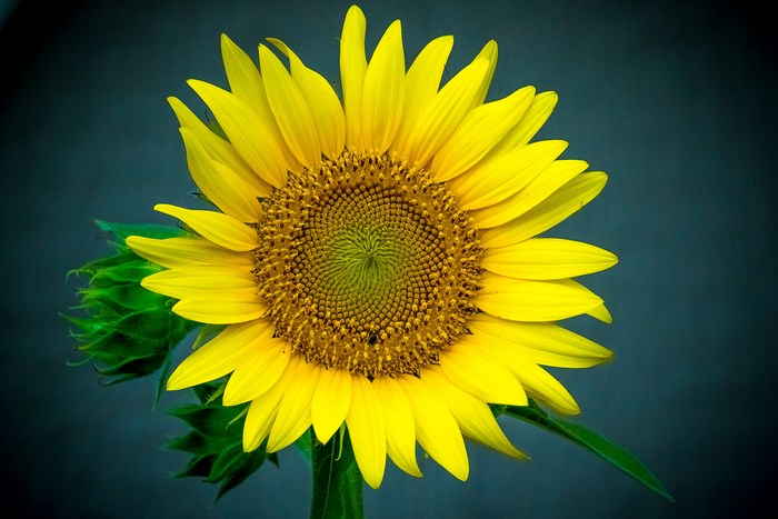 Close-up of a bright yellow sunflower with green buds