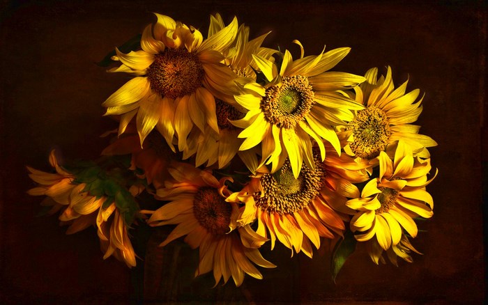 Sunflower bouquet with dark background