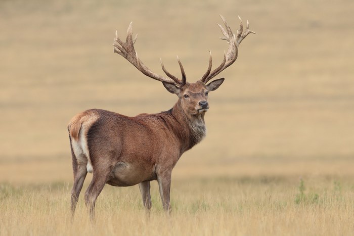 Majestic Red Deer Stag with Large Antlers in a Field
