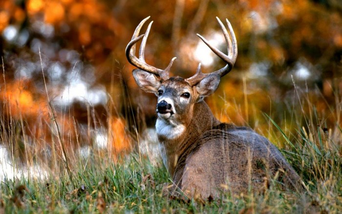 Majestic Deer Resting in Autumn Grass