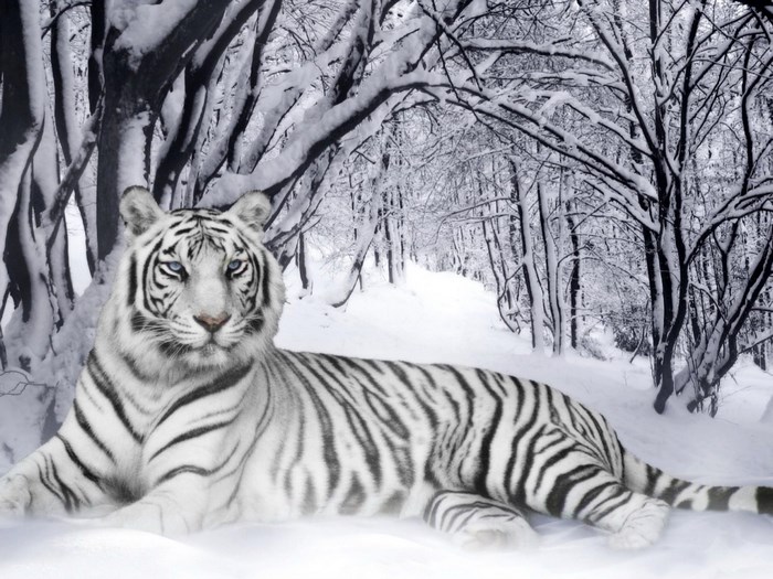 Majestic White Tiger in Snowy Forest