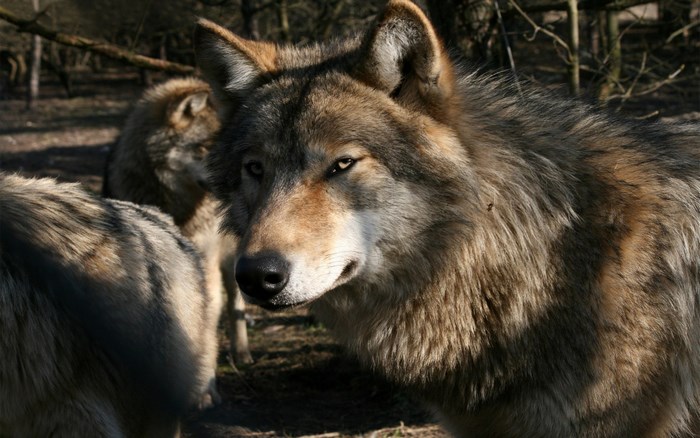 Close-up of a wolf in a forest