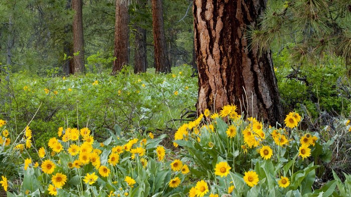 Yellow wildflowers in a pine forest
