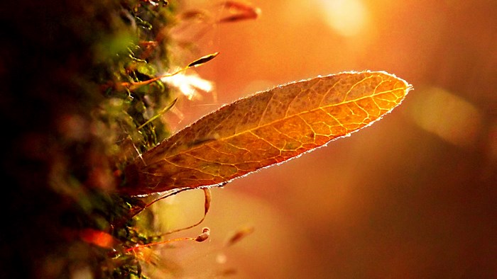 4K macro shot of a backlit leaf on moss