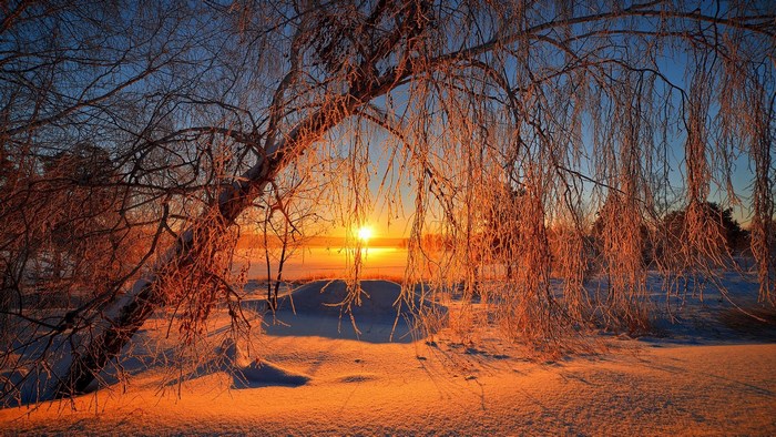 Sunset Through Frosty Winter Trees