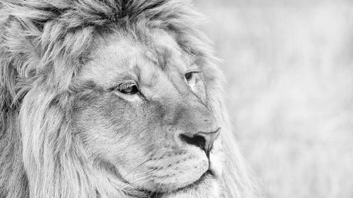 Close-up of a male lion's face