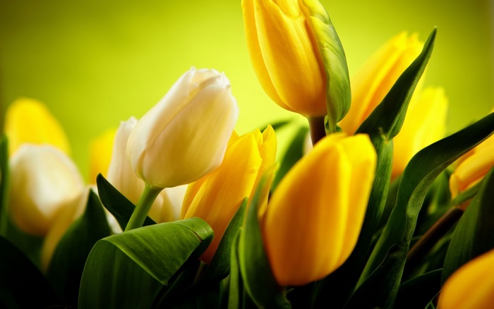 Yellow and white tulips with green leaves