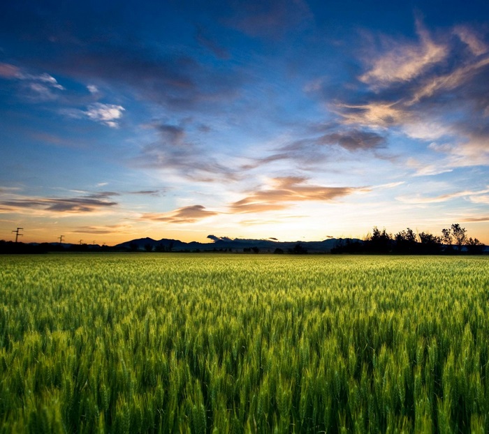 Wheat Field at Sunset with Mountains