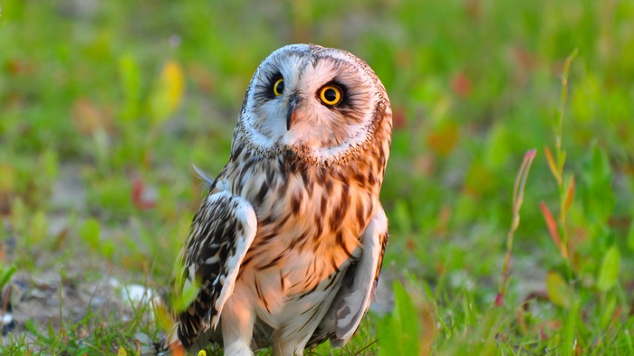 4K Close-Up of a Majestic Owl in Nature