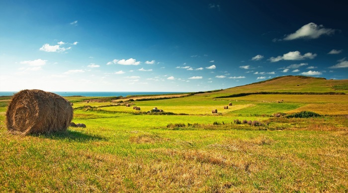 Hay bales in a green meadow by the sea