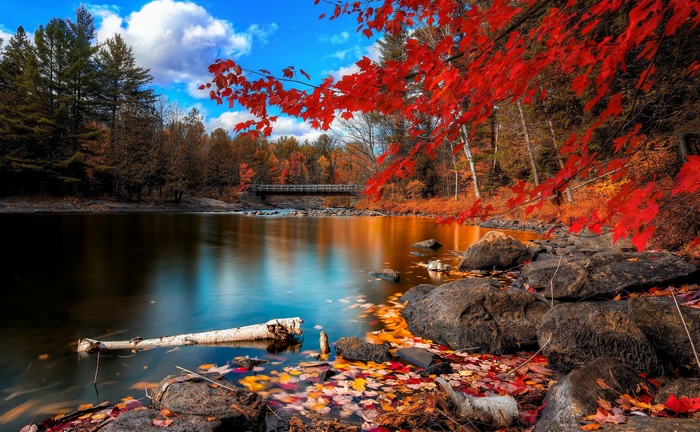 Autumn forest with river and bridge 4K