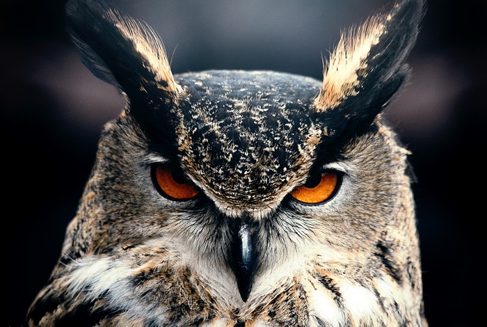 Close-up of an owl's face with orange eyes