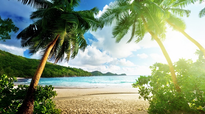 Tropical beach with palm trees and ocean