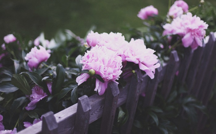 Pink Peonies Blooming Over a Wooden Fence