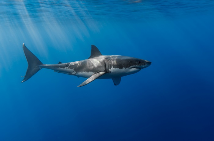 Great White Shark Swimming in Blue Ocean
