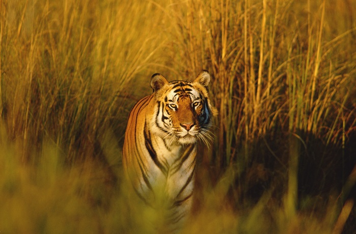 Bengal tiger in tall grass