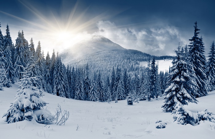 Winter forest with sun rays