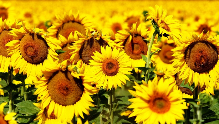 Sunflowers 4K