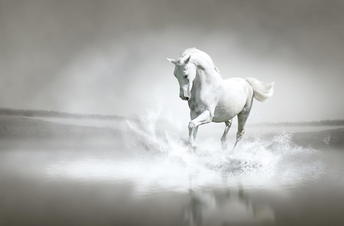 White horse running through water