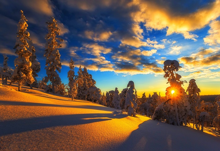 Sunset over snow-covered trees in a forest
