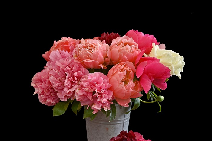 Peony flower bouquet in a bucket