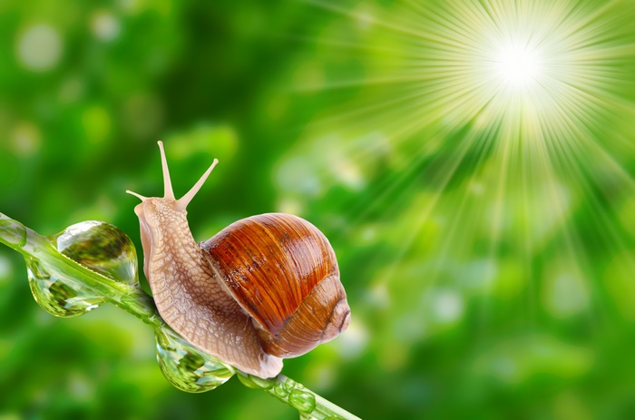 Snail on a plant with water drops and sun rays