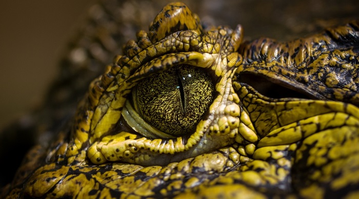 Close-up of a crocodile eye