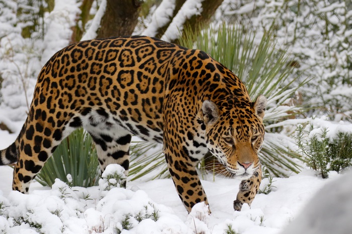 Jaguar Walking in Snow 4K