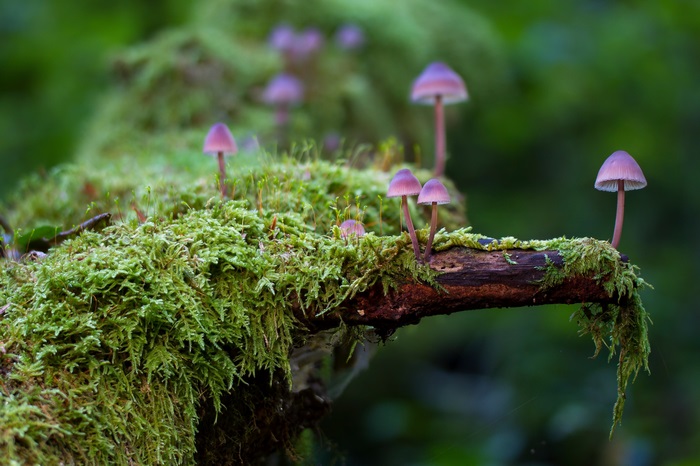 Mushrooms on mossy log 4K