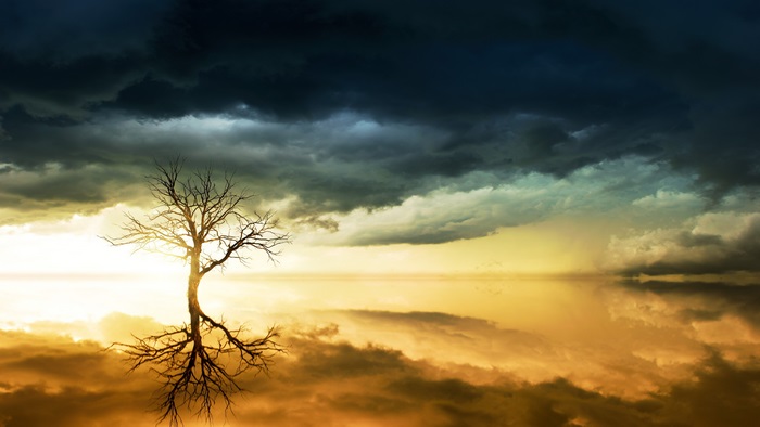 Bare tree with roots against stormy sky