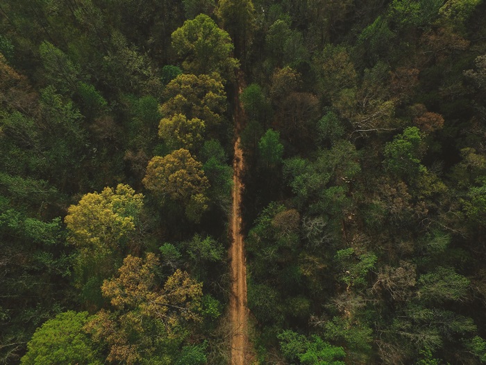 Aerial view of a forest with a dirt path
