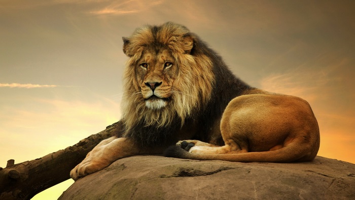 Majestic Lion Resting at Sunset in 4K