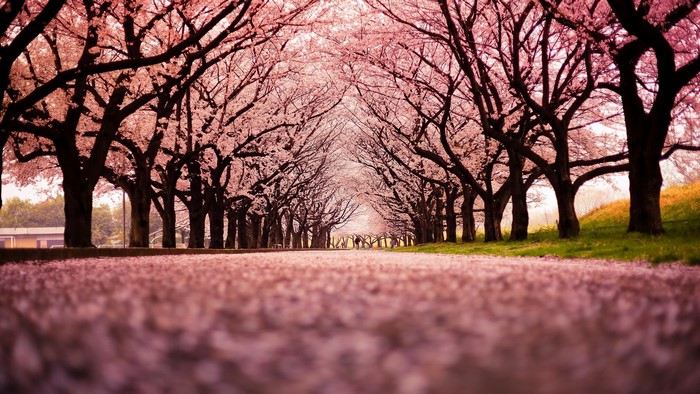 Cherry Blossom Tree Path in Spring
