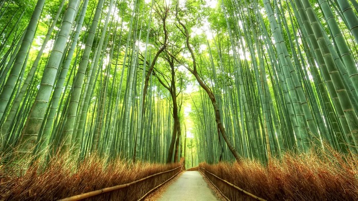 Serene Bamboo Pathway in Japanese Forest