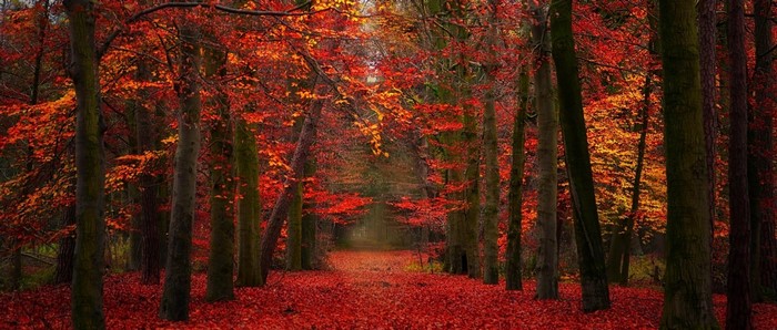 Autumn forest path with red and yellow leaves