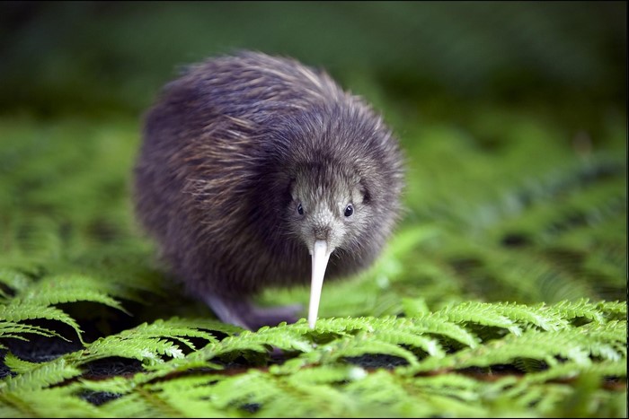 Kiwi Bird Among Lush Green Ferns